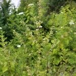 Silene densiflora Habit