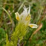 Melampyrum arvense Λουλούδι