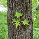 Liquidambar styracifluaBlatt