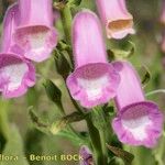 Digitalis thapsi 花