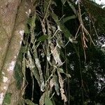 Epiphyllum hookeri മറ്റ്