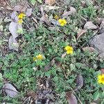 Sclerocarpus divaricatus Hábito