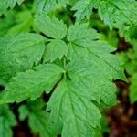 Actaea spicata Leaf