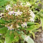 Scaevola montana Flower