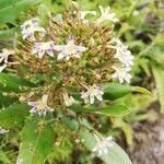 Scaevola montana Blüte