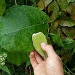 Amalocalyx microlobus Leaf