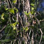 Aristolochia manshuriensis Bark
