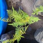 Dryopteris ludovicianaFrunză