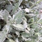 Achillea umbellata Deilen