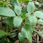Kalanchoe pinnata Leaf