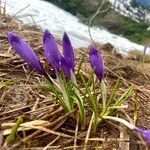 Crocus vernusFlor