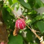 Diplocyclos palmatus Fruit