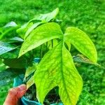 Amydrium medium Leaf