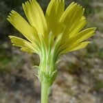 Malacothrix glabrata Flower