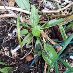 Echinacea purpurea Leaf