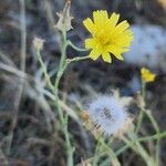 Launaea mucronata Habit