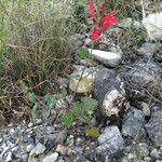 Salvia roemeriana Hábito