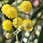 Acacia longifolia പുഷ്പം