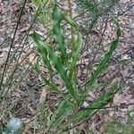 Conospermum longifolium Hoja