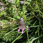 Clinopodium vulgareFlower