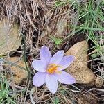 Crocus cambessedesii Квітка