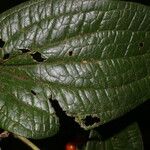 Smilax mollis Lapas