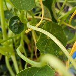 Tropaeolum majus Casca