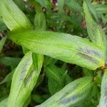 Persicaria odorata Folio