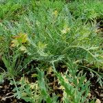 Papaver armeniacum Blatt