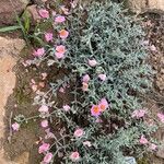 Helianthemum vesicarium Flor