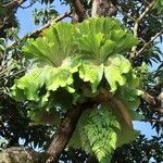 Platycerium elephantotis Leaf