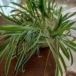 Chlorophytum capense List