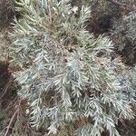 Podocarpus falcatus Natur