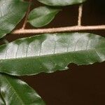 Eschweilera chartaceifolia ഇല