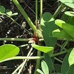 Trifolium montanum Casca