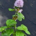 Mentha aquatica ফুল