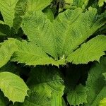 Rodgersia aesculifolia Foglia