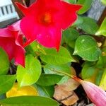 Mandevilla sanderiFlor