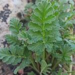 Erodium ciconium ᱥᱟᱠᱟᱢ