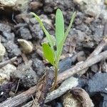 Atriplex patula Fulla