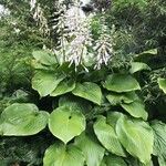 Hosta longipes Blatt