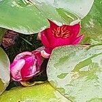 Nymphaea candida Flower