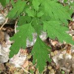 Cardamine chelidonia 葉