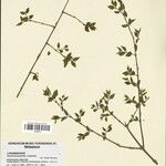 Strychnos pentantha Otro