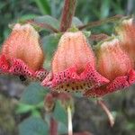 Kohleria allenii Flor