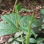 Rothmannia hispida Hoja