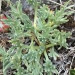 Artemisia umbelliformis Хабит