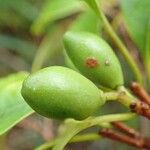 Sphenostemon oppositifolius Fruit