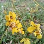 Oncidium baueri Kwiat