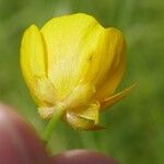 Ranunculus acris Flower